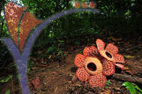 Rafflesia 1 - Perak