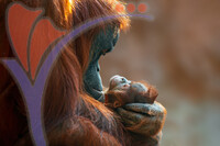 Orangutan Mother Cares For Her Baby