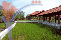 Laman Padi - Langkawi