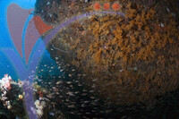 Tioman Island - Pahang