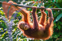 Ajuvenile Bornean Orangutan At A Rehabilitation Area in The Rainforest of Eastern Sabah