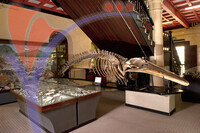 Sarawak Museum