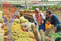 Cactus Farm
