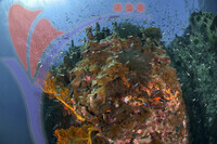 Tioman Island - Pahang