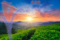 Beautiful Moment During Sunrise At Cameron Highland