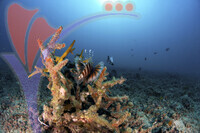 Tioman Island - Pahang