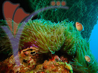 Tenggol Island - Terengganu