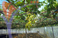 Ladang Anggur