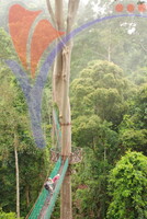 Danum Valley