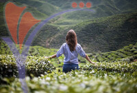 Tea Plantation
