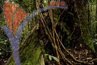 Taman Negara Bako