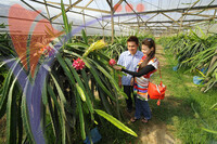 Xenxin Organic Farm