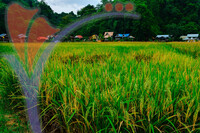 Kampung Ujung Bukit , Perlis