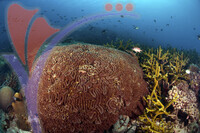 Tioman Island - Pahang