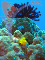 Tenggol Island - Terengganu