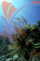 Mataking Island - Sabah