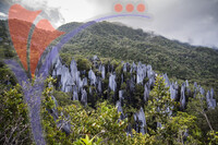 Pinnacles in Gunung Mulu National Park