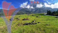 Dairy Farm, Kundasang , Sabah
