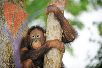 Melaka Zoo
