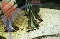Penang Butterfly Farm - Pulau Pinang