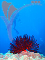Tenggol Island - Terengganu