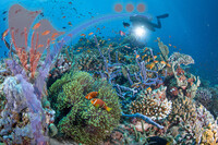 Sipadan 4