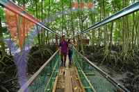 Bakau Hijau