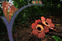 Rafflesia 1 - Perak