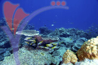 Tenggol Island - Terengganu