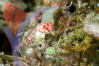 Mataking Island - Sabah