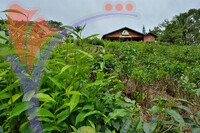 Sabah Tea Plantation