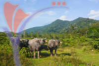 Hutan Lipur Gunung Datuk