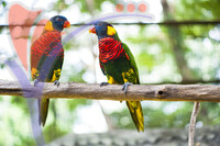 Kuala Lumpur Bird Park - Kuala Lumpur