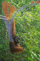 Semenggok Orang Utan, Sarawak