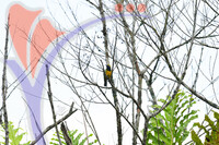 Fraser's Hill International Bird Race
