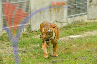 Afarmosa Resort Safari Melaka