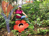 Woman With Rafflesia Keithii Flower in The Jungle of Borneo