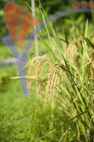 Taman Warisan Pertanian (agriculture Heritage Park) - Putrajaya