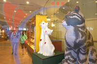 Cat Museum