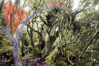 Mossy Forest