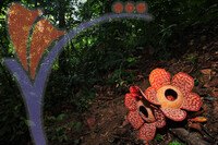 Rafflesia 1 - Perak
