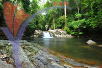 Lata Kekabu - Perak