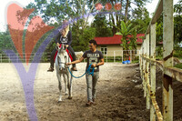 Island Horses - Langkawi