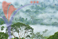 Fogs And Mist Over Dipterocarp Rain Forest in Danum Valley