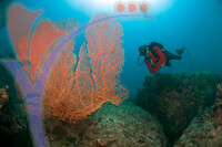 Tioman Island - Pahang