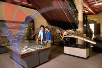 Sarawak Museum