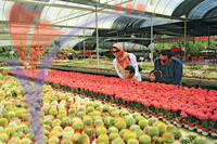 Cactus Farm