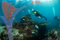 Tioman Island - Pahang