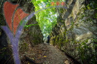 Paku Rock Maze Garden