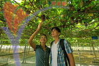 Ladang Anggur